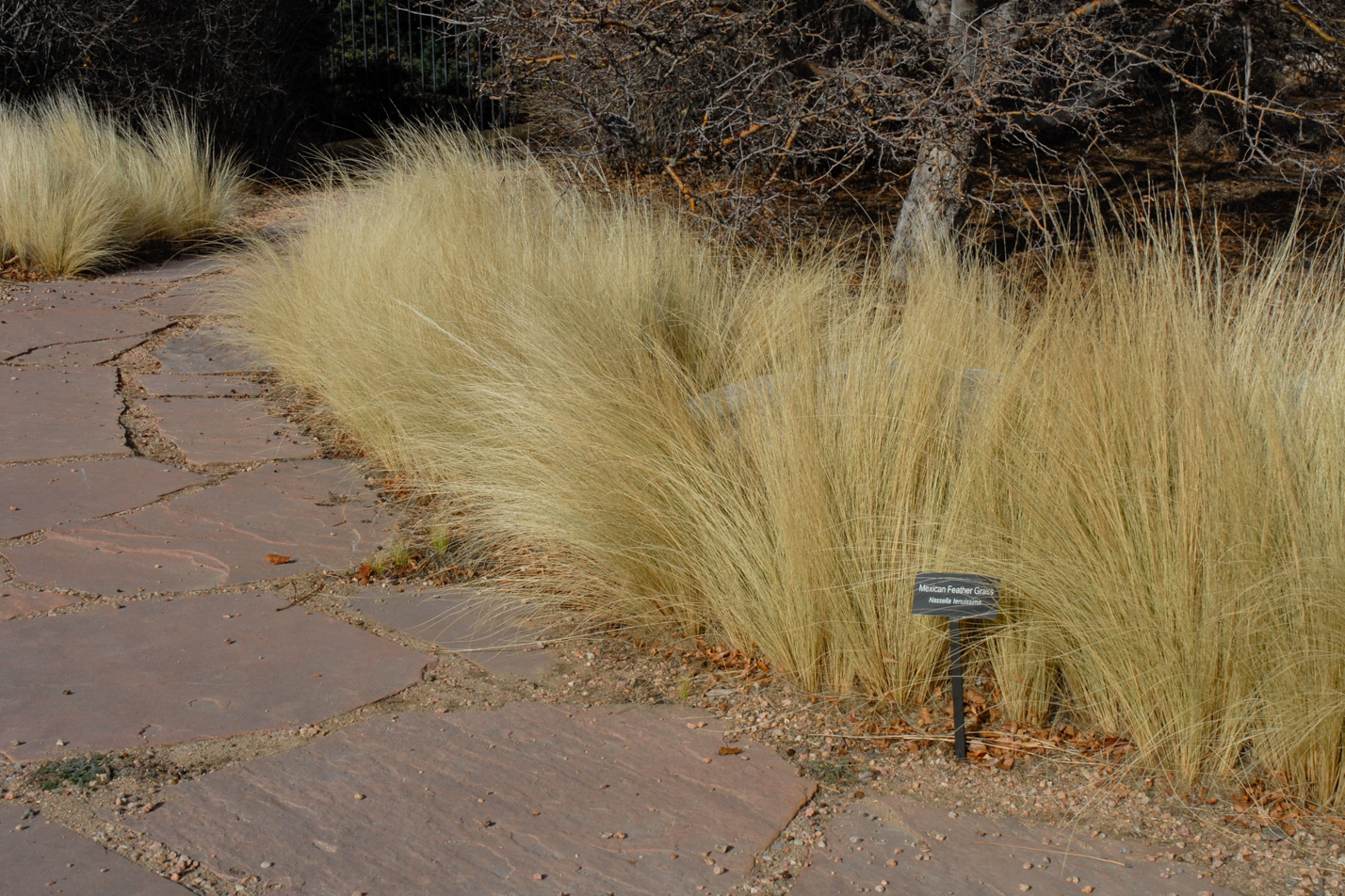 Mexican Feather Grass